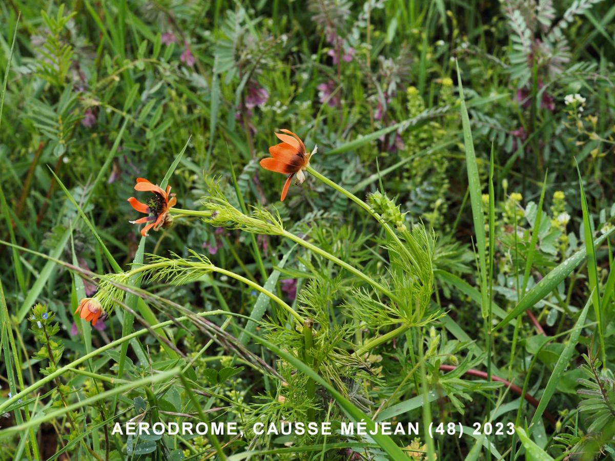 Pheasant's Eye plant